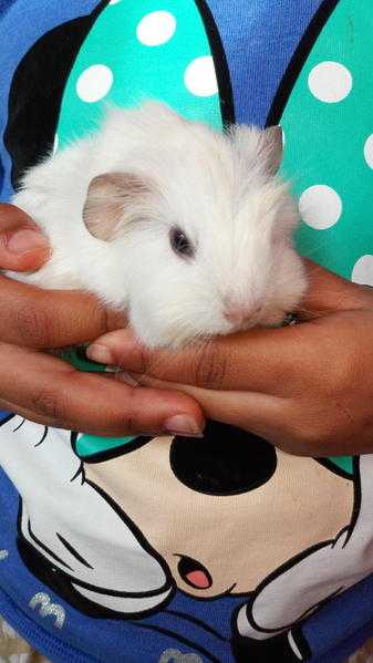 Guinea pigs 3weeks and 3 days old today ready new year