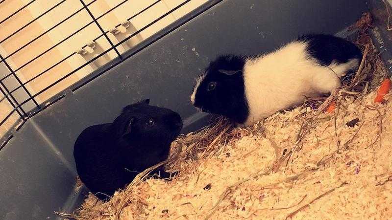 Guinea pigs