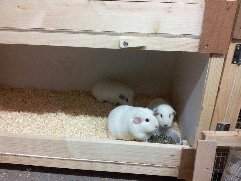 Guinea Pigs