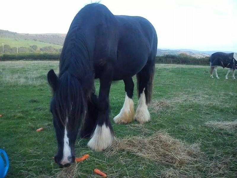 gypsy cob for sale reduced for quick sale