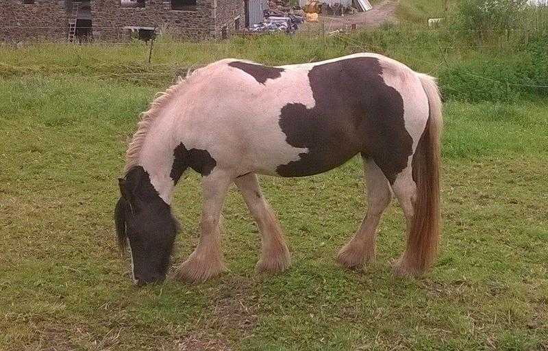 Gypsy Cob Pony Filly