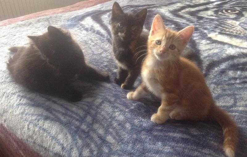 Half pedigree kittens