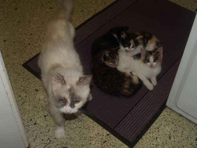 Half Rag Doll Kittens