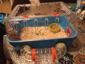 Hamster cage