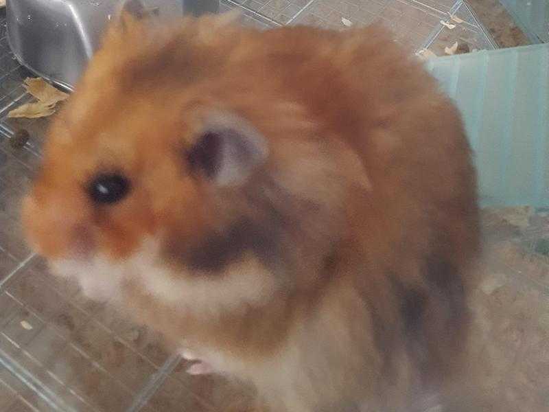 Hamster in Cage looking for a new loving Home.