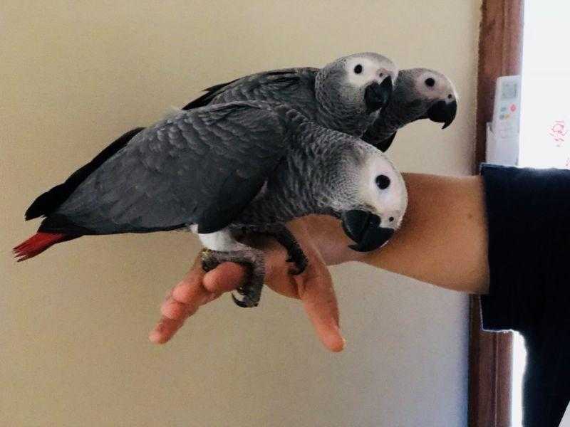 Hand raised African grey parrots