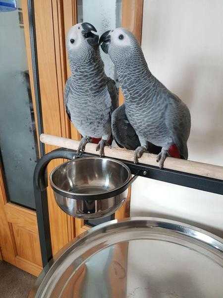 Hand reared African grey babies ready
