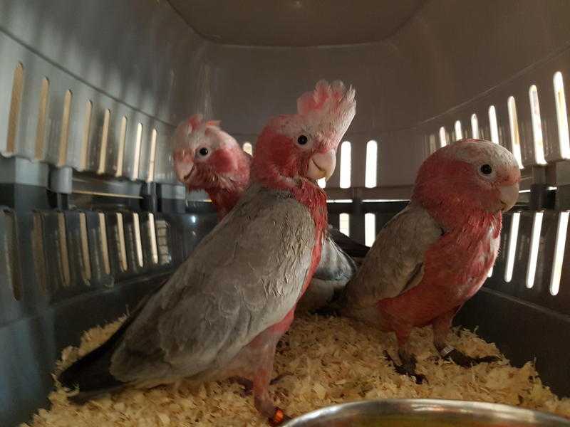 Hand reared baby galah cockatoos