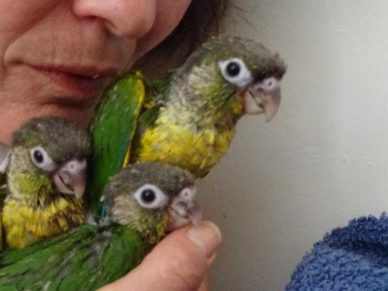 Hand reared Conures.