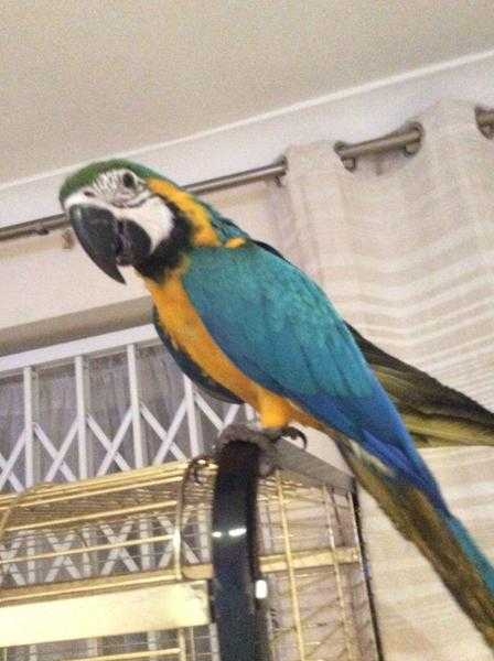 Hand Reared Cuddly Baby Macaw Parrot