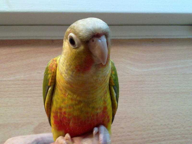 hand reared pineapple greencheek conures