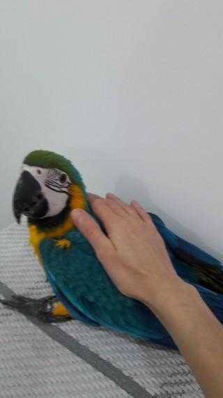 Hand Reared Silly Tame Blue amp Gold Macaw Baby