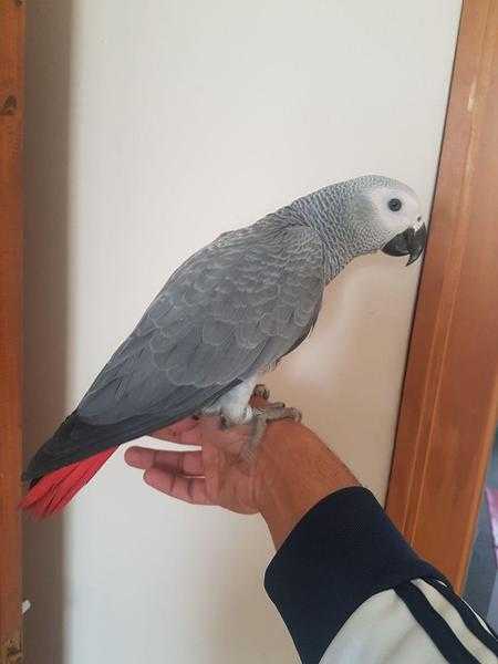 Hand Reared Talking Baby African Grey