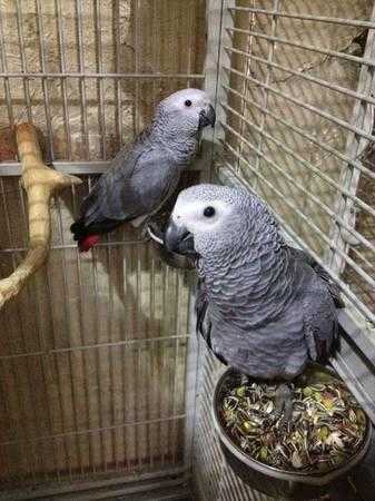 Hand tame african grey Birds