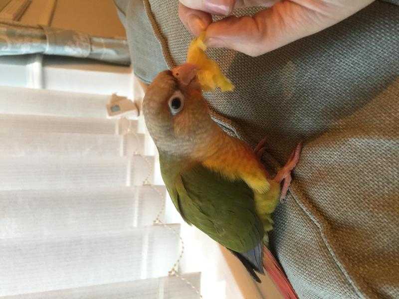 Hand tame conure parrot for sale