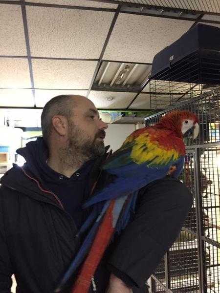 Handreared Baby Scarlet Macaw