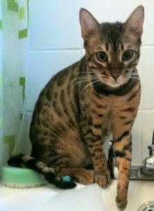 Handsome Bengal 22mth brown and black neutered male.