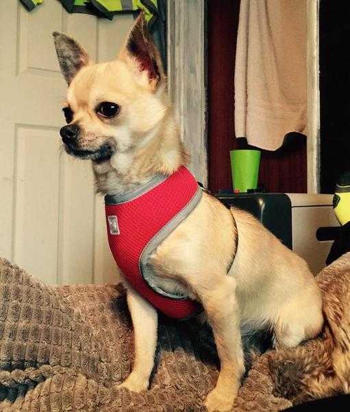 handsome chihuahua stud (not for sale)