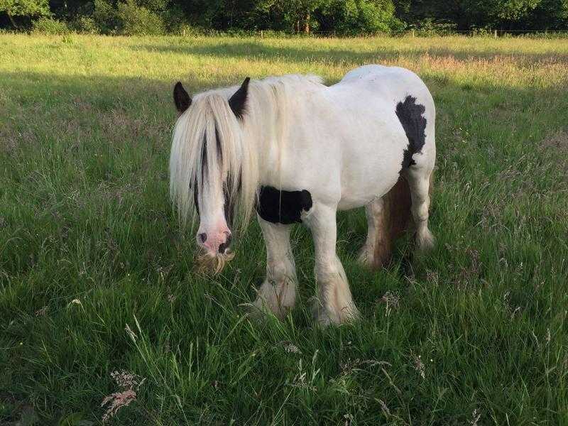 Handsome gypsy cob for sale or loan wvtb