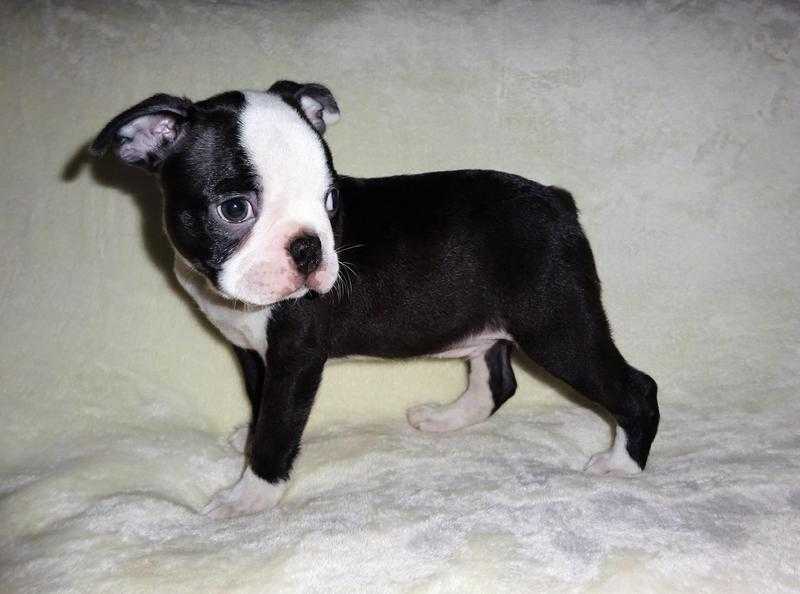 Handsome Male Boston Terrier Puppies