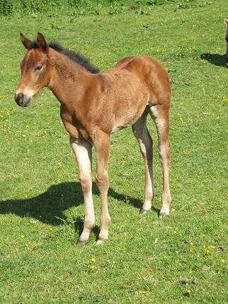 Handsome Quarter Horse Colt