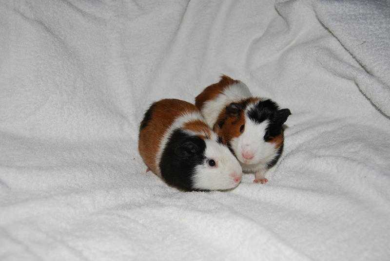 Happy Healthy Beautiful Baby Guinea Pigs