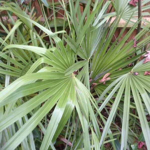 Hardy palm