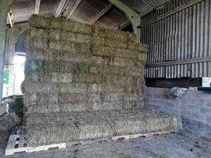 Hay - 150 Excellent quality small hay bales to collect off the field