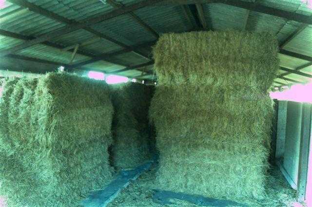 HAY BIG SQUARE BALES