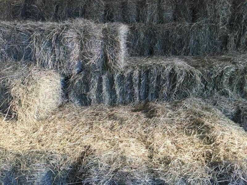 HAY FOR SALE