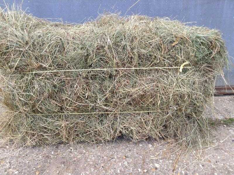 HAY FOR SALE