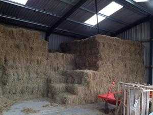 hay for sale