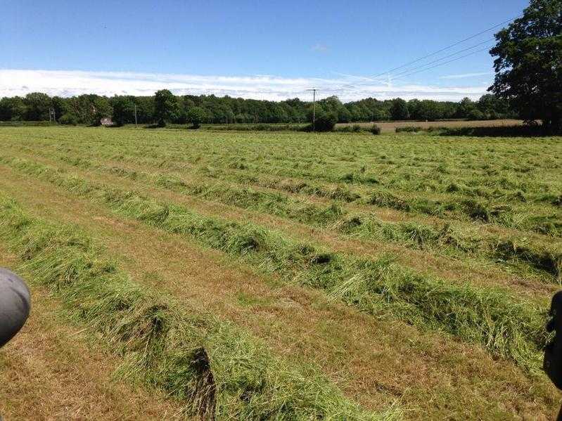 Hay for sale good quality. delivery tto surrey Sussex and kent