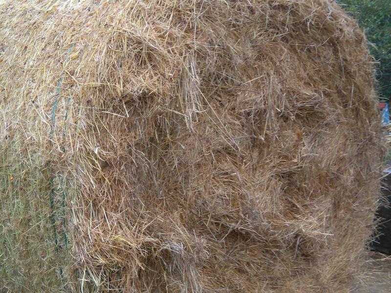 Hay For Sale Large Round amp Small Square Bales