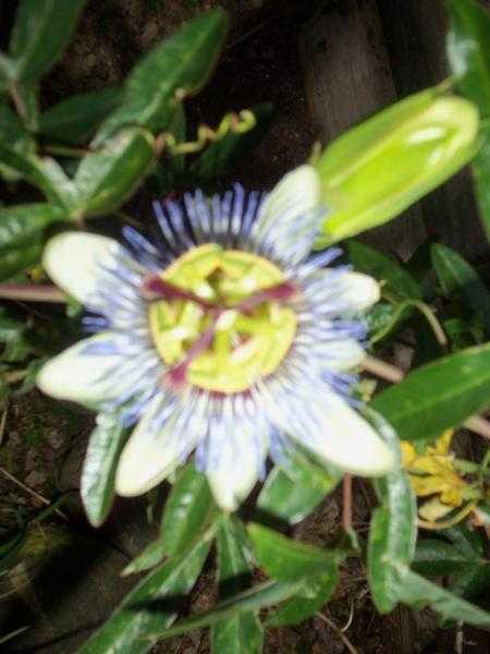 Health Passion Flower Stems