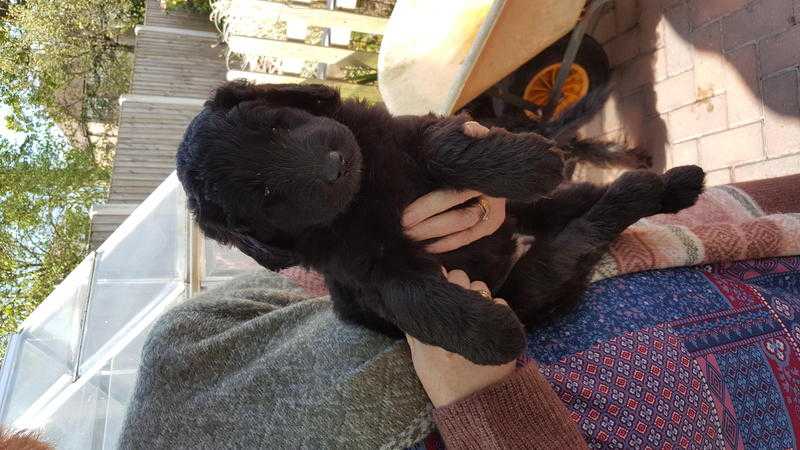 health tested labradoodle puppies