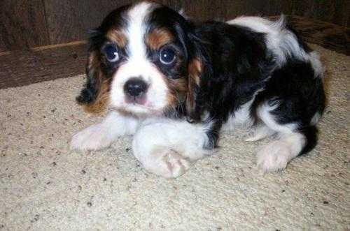 Healthy Cavalier King Charles Spaniel