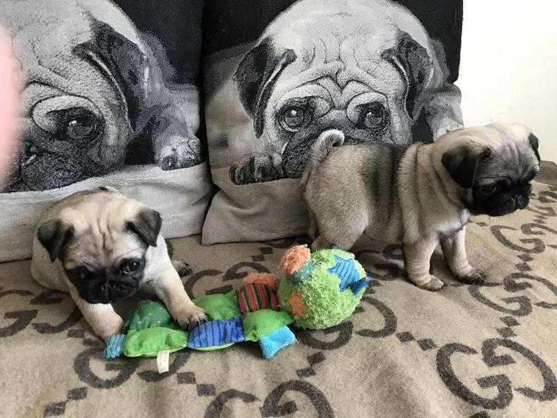 Healthy Pug Puppies Available