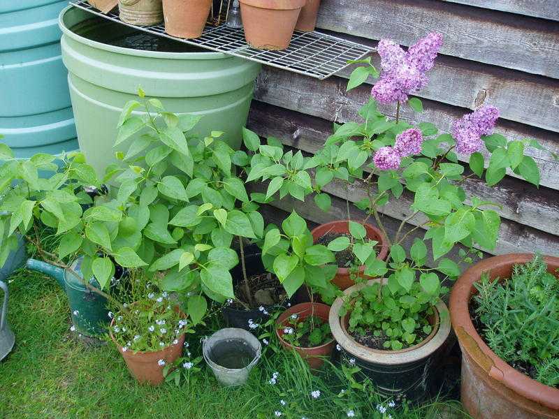 HEALTHY YOUNG LILAC TREES