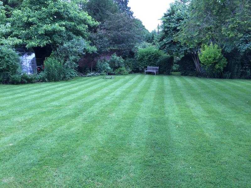 Hedge trimming and Garden maintenance