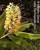 HEDYCHIUM (Ginger Lily)