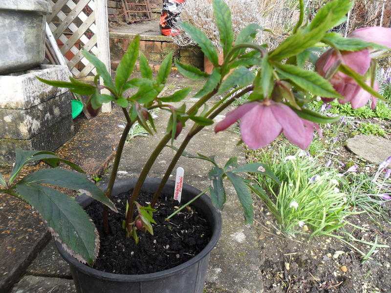 Helleborus Plants (Lenten Rose)