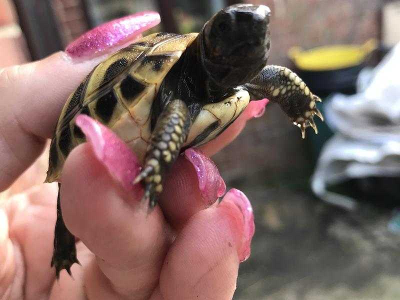 Hermann Boettgeri Tortoise Hatchlings