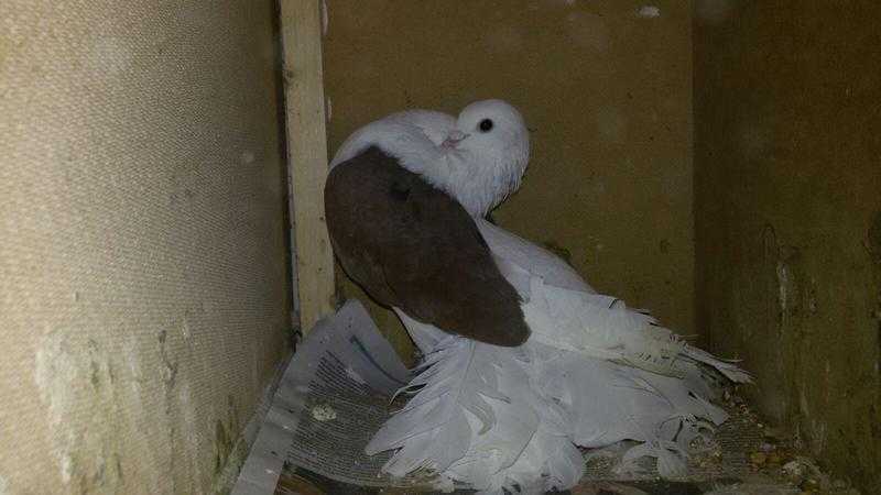 Hi guys I have 2 pairs fantail pigeons yellow side and red, and black tail with white female