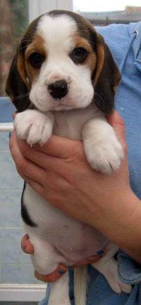 Hi, i have a litter of beagle puppies 2 boys and 2 girls available .