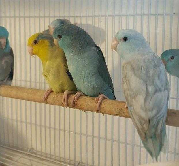 HIGH amp STRONG QUALITY Baby Celestial Parrotlets 50 EACH For Sale