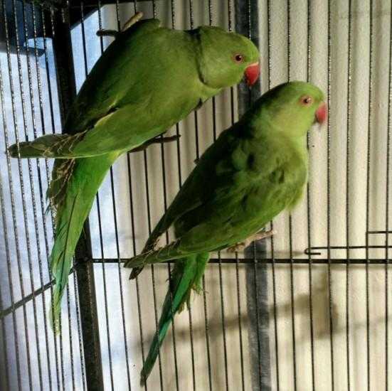 HIGH amp STRONG QUALITY Baby Indian Ringneck Parrots 100 EACH For Sale