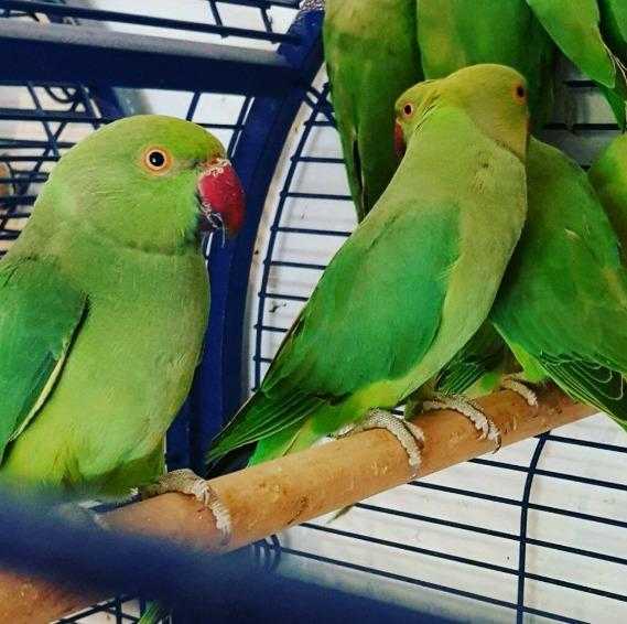 HIGH amp STRONG QUALITY Baby Indian Ringneck Parrots 90 EACH For Sale  Cages From 30