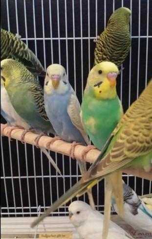 HIGH amp STRONG QUALITY Budgies 1520 EACH For Sale