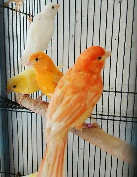 HIGH amp STRONG QUALITY Canary Birds 2530 EACH For Sale